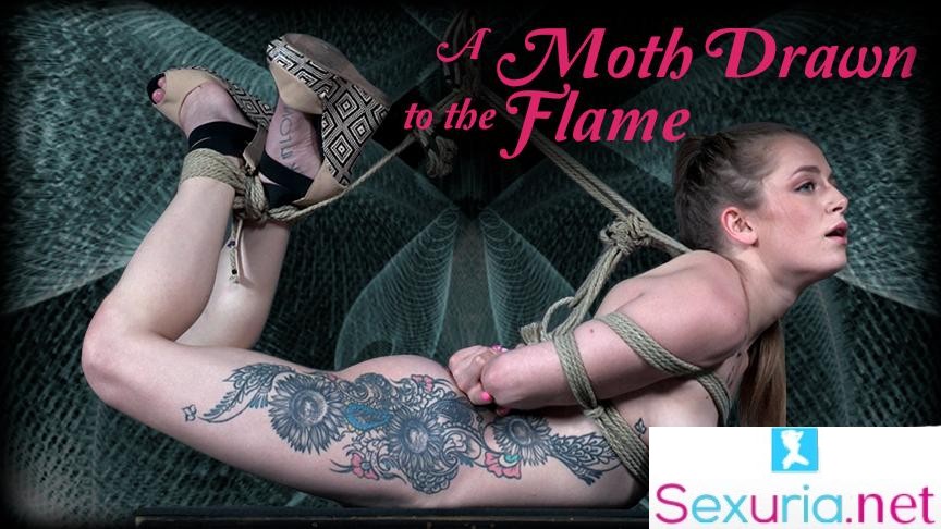 Hard Tied - Cora Moth