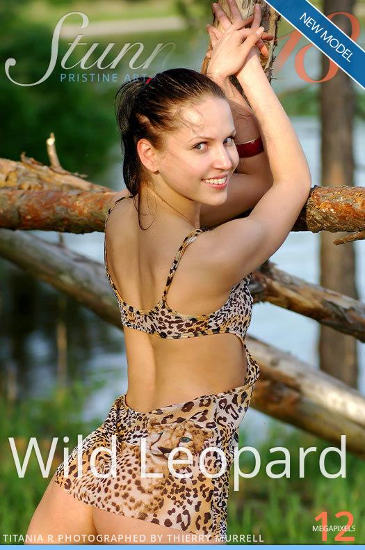 Titania R - Wild Leopard