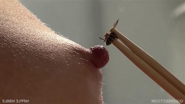 QS - BDSM perversion with insects / Nipple Nibble (720p)