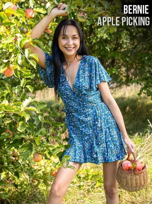 Bernie - Apple Picking